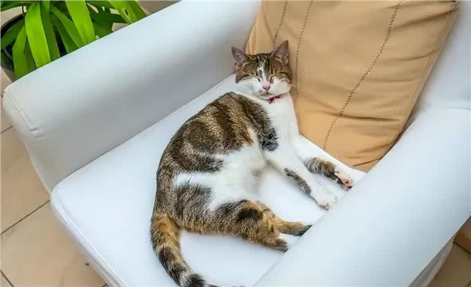 养猫久了才明白，猫咪有这些行为，说明你爱得太过分，该改改了