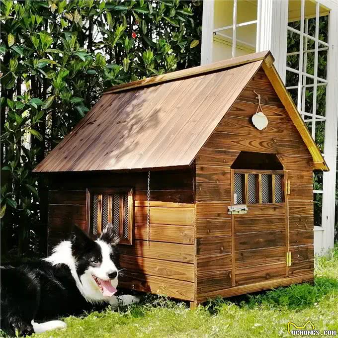 狗狗如何过冬:养狗必看的生活小贴士