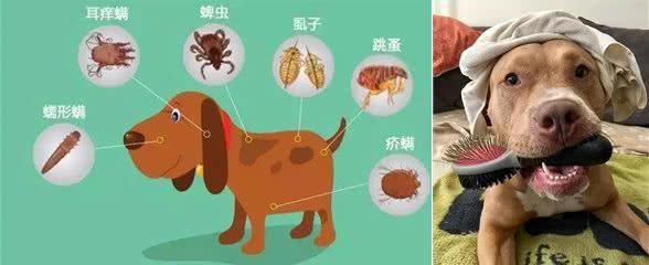 狗狗如何过冬:养狗必看的生活小贴士