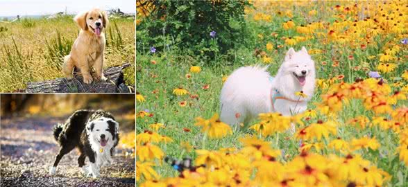 夏天狗狗为什么总是吐着舌头?