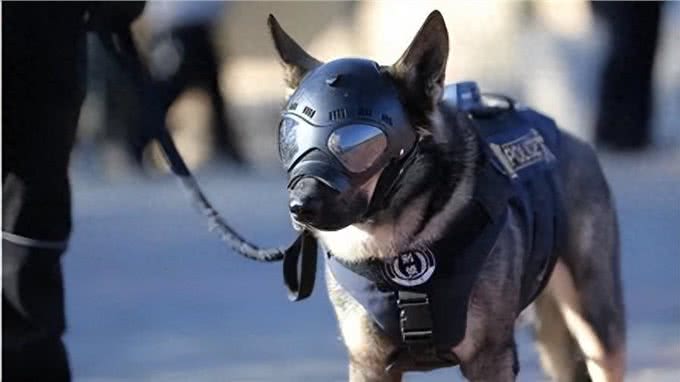 笑出腹肌!那些年被开除的服务犬们