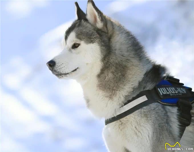 笑出腹肌!那些年被开除的服务犬们