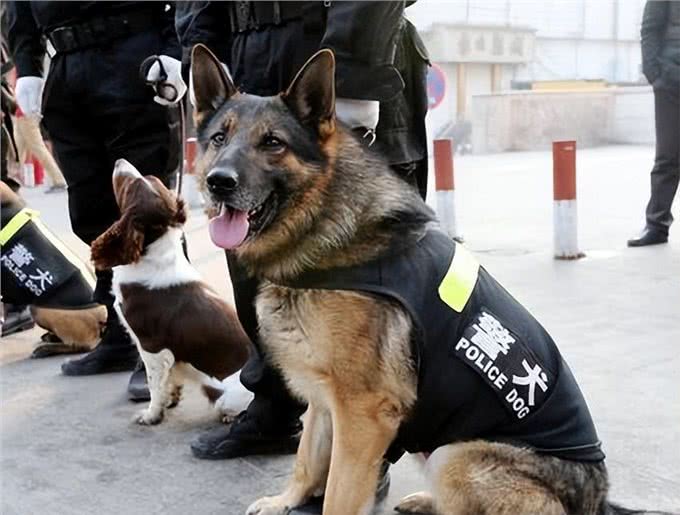 笑出腹肌!那些年被开除的服务犬们