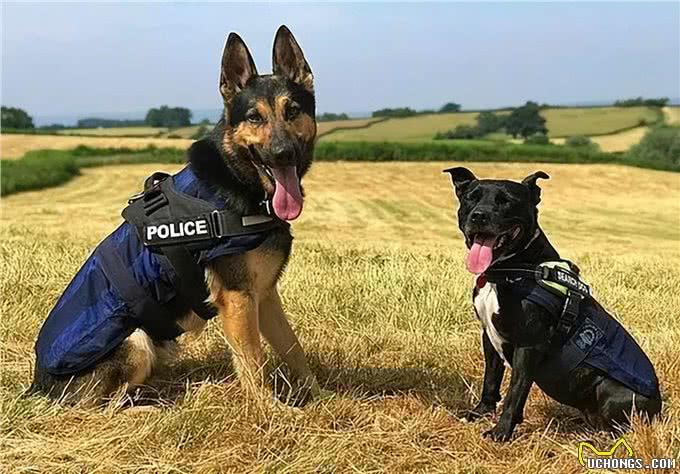 笑出腹肌!那些年被开除的服务犬们