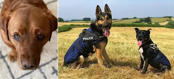 笑出腹肌!那些年被开除的服务犬们