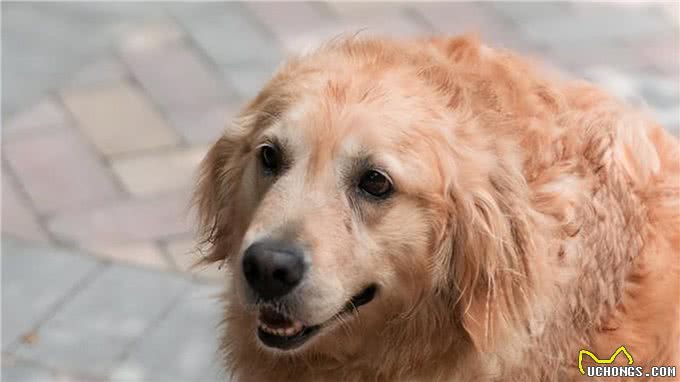 若狗狗有这几种表现，说明它很痛苦，别忽视了