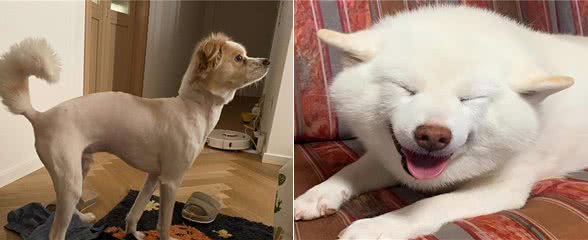 若狗狗有这几种表现，说明它很痛苦，别忽视了