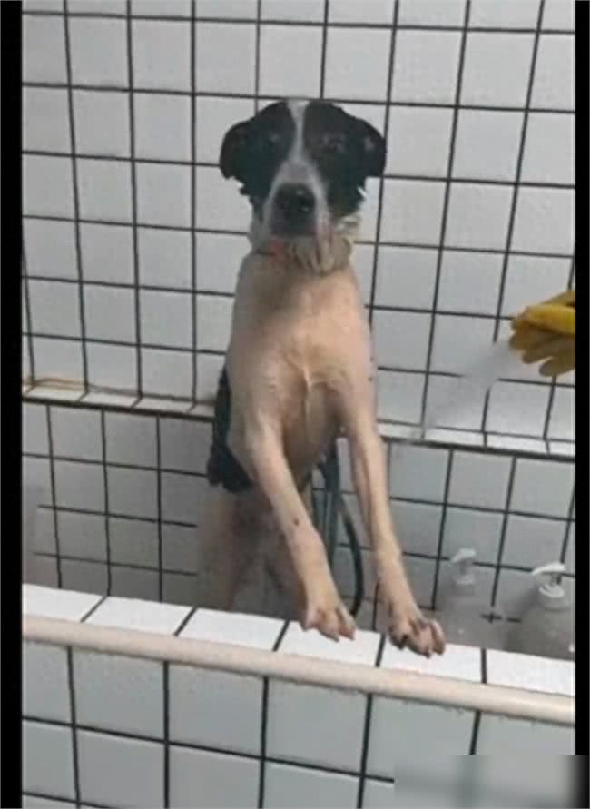 狗狗偷跑出去玩了一身泥，担心回家被骂，竟自己去宠物店洗澡了!