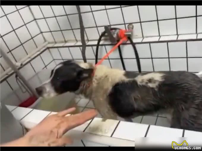 狗狗偷跑出去玩了一身泥，担心回家被骂，竟自己去宠物店洗澡了!