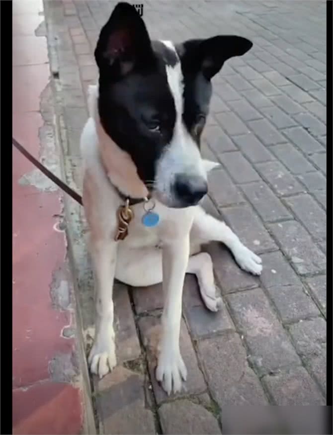 狗狗偷跑出去玩了一身泥，担心回家被骂，竟自己去宠物店洗澡了!