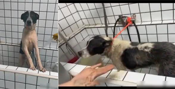 狗狗偷跑出去玩了一身泥,担心回家被骂,竟自己去宠物店洗澡了!