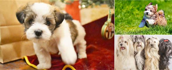 狗狗饲养100问之36:狗狗为什么喜欢扑人呢?