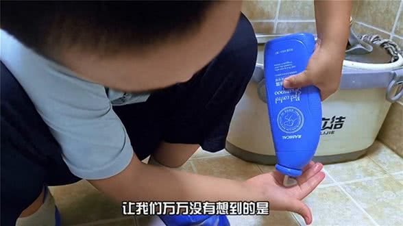 家里没养过小鹿犬的,可千万别养,谁养谁后悔!—创作灵感