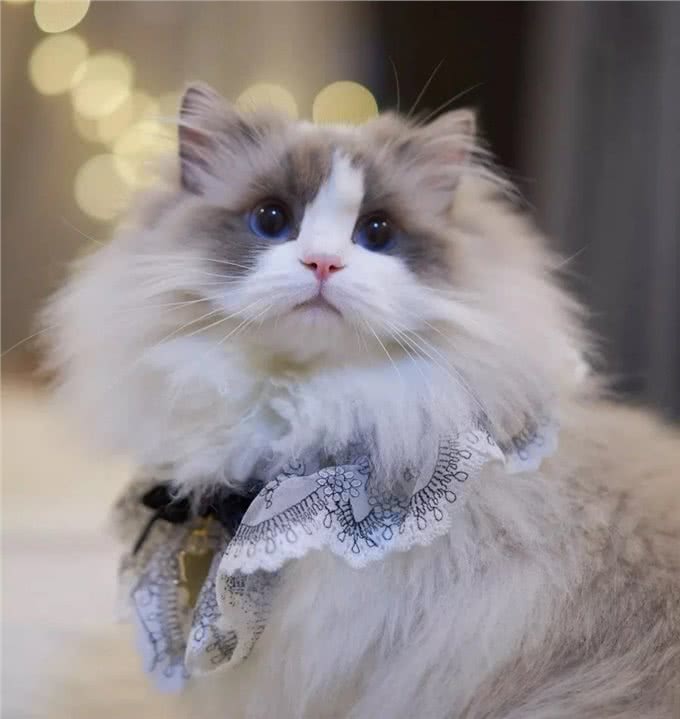 为什么布偶猫的价格这么贵?原因有这几个