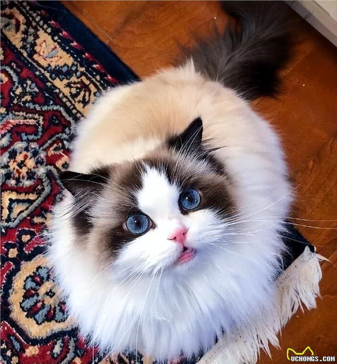 为什么布偶猫的价格这么贵?原因有这几个