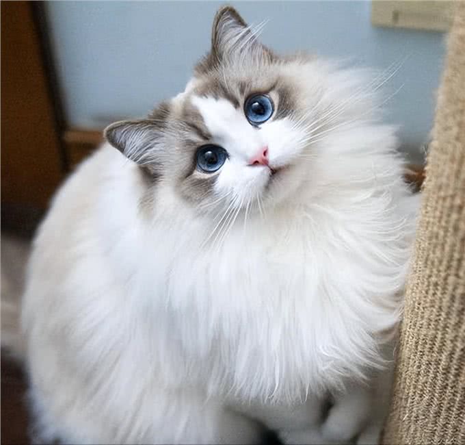 为什么布偶猫的价格这么贵?原因有这几个