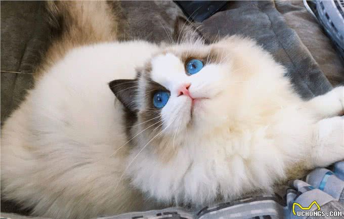 为什么布偶猫的价格这么贵?原因有这几个