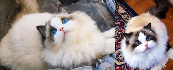 为什么布偶猫的价格这么贵?原因有这几个