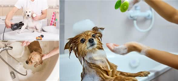 狗狗洗澡的正确打开方式:水温、频率与护理全攻略