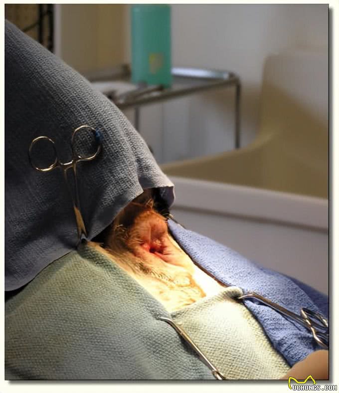 宠物的肛门腺问题