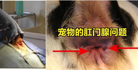 宠物的肛门腺问题
