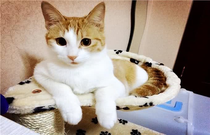 必看!养猫新手如何选择适合自己的猫咪