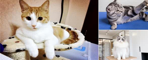必看!养猫新手如何选择适合自己的猫咪