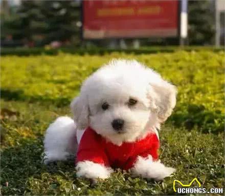 饲养幼犬需要注意哪些?