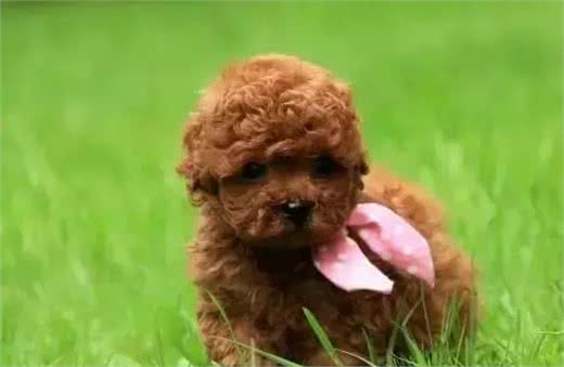 饲养幼犬需要注意哪些?