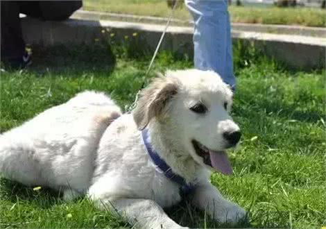 饲养幼犬需要注意哪些?