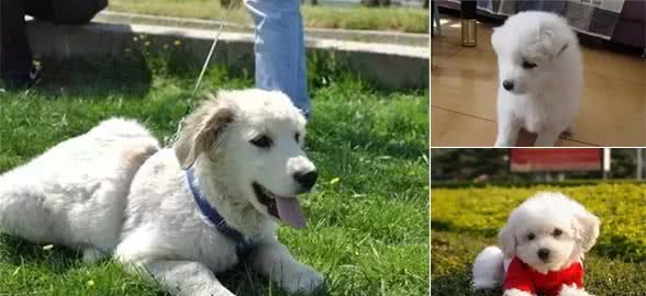 饲养幼犬需要注意哪些?