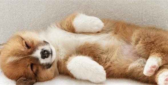 狗狗感冒你知道吗