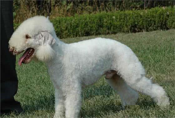 发现一只披着羊皮的小猎犬