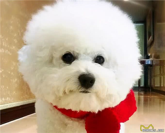 牢记这6点，可以延长比熊犬寿命几年，请收好