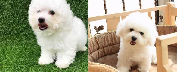 牢记这6点,可以延长比熊犬寿命几年,请收好