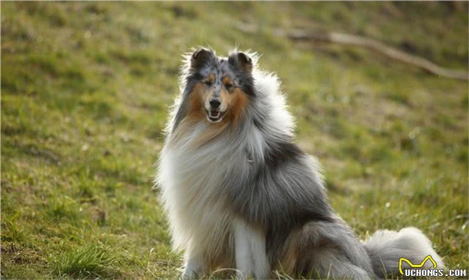 狗狗的二十二个冷知识