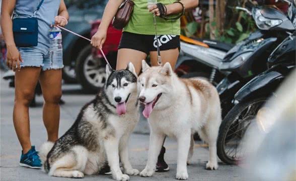 狗狗外出乱吃出现问题?狗狗乱吃是因为异食癖?可以这样做