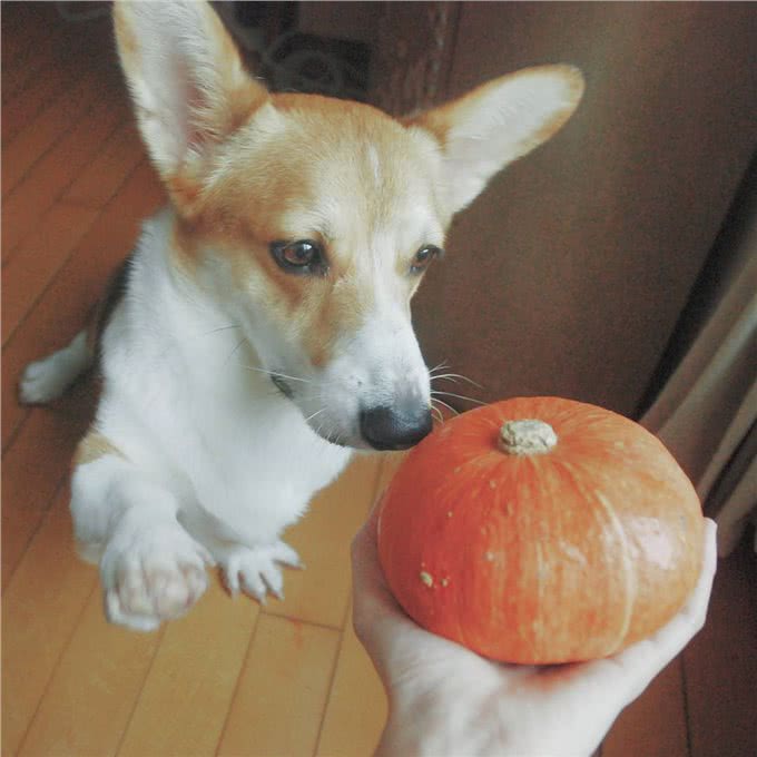 关于狗狗冬季饮食的三个误区,你做错了哪一个?