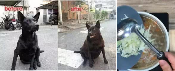 关于狗狗冬季饮食的三个误区,你做错了哪一个?