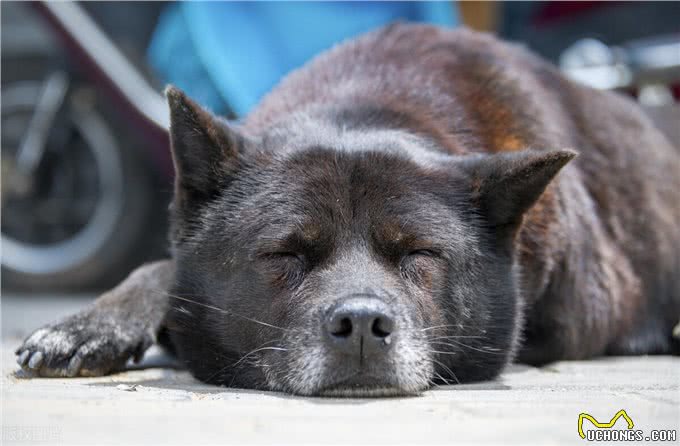 斗狗比赛合法吗?探寻动物打斗与地下赌博产业的利益链条