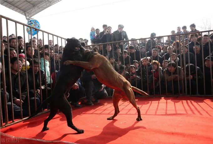 斗狗比赛合法吗?探寻动物打斗与地下赌博产业的利益链条