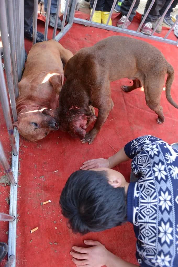 斗狗比赛合法吗?探寻动物打斗与地下赌博产业的利益链条