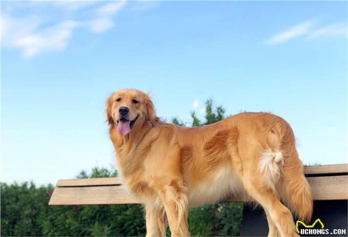 金毛寻回犬：世界犬种智商排行的第四名