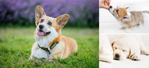 狗狗驱虫药什么牌子好内外都驱