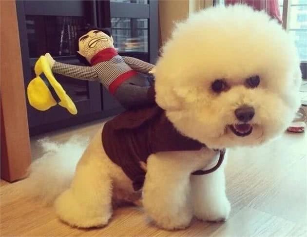 寿命不长的比熊犬，通常有这6个特点，你家狗有吗?