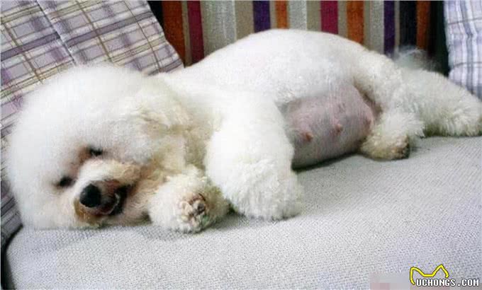 寿命不长的比熊犬，通常有这6个特点，你家狗有吗?