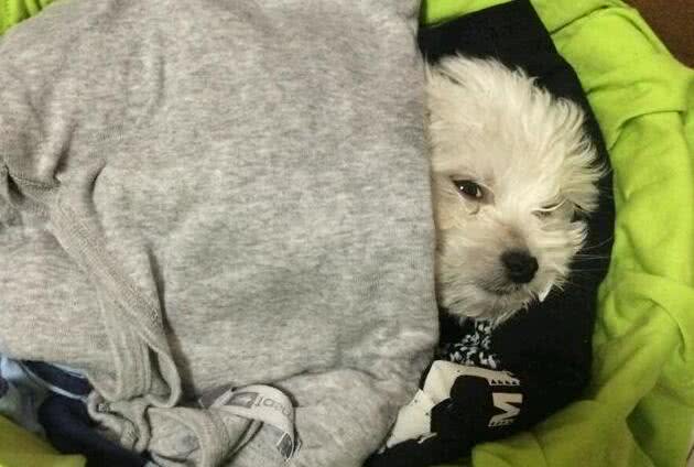 寿命不长的比熊犬，通常有这6个特点，你家狗有吗?