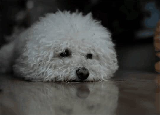 寿命不长的比熊犬，通常有这6个特点，你家狗有吗?