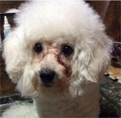 寿命不长的比熊犬，通常有这6个特点，你家狗有吗?