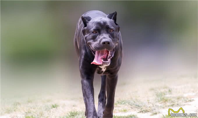 怎么对付咬人的狗?